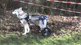 Saarloos Wolfhond mit Hunderollwagen  dog wheel chair  Degenerative Myelopathie [upl. by Nnel469]