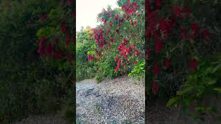 Are these considered as flowers They’re from bottlebrush trees [upl. by Tare]