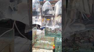 Angel Fish Ka karenga Tank set up angelfish viralshorts [upl. by Dnamra348]