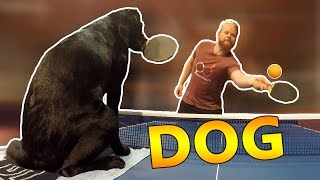 Ping Pong with Tira the Dog [upl. by Rhyne]