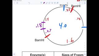 Plasmid Restriction Mapping 2 [upl. by Mieka37]