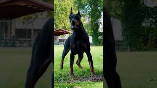 Best Guarding Dogs For First Time Owners shorts guarding dogs doberman gsd boxer rottweiler [upl. by Flannery]