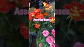 Twin rear color Roses shortsyoutube gardening bloom whata wonderfulworld [upl. by Atalayah]