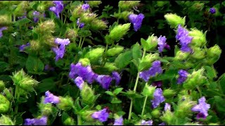 Genus Strobilanthes Flowering Plant  1 [upl. by Llemor]