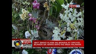 SONA Ibat ibang klase ng bonsai at orchid bumida sa isang expo ng mga halaman [upl. by Irok]