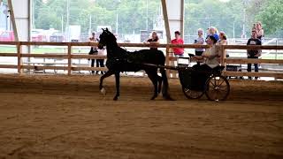 Emily and Jeff in Class 5  Hackney Pony Show Pleasure Driving  Dayton Horse Show on July 31 2024 [upl. by Wandy74]