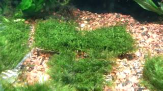 Fissidens Fontanus amp Coral Moss [upl. by Kunin156]