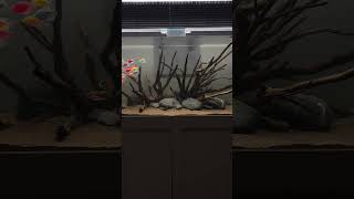 Colour widow tetra aquarium feeds [upl. by Anes809]