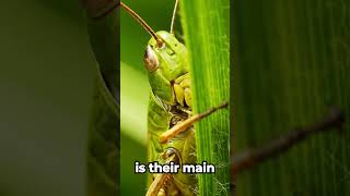 How Do Grasshoppers Jump So Far MiniBeasts JumpingPower CritterStories [upl. by Osmo]