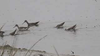 Greater Yellowlegs [upl. by Mackintosh]