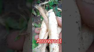 Arrowroot plants available arrowroot roots healthy [upl. by Eyks110]