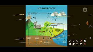 Sulphur cycle [upl. by Aileno72]