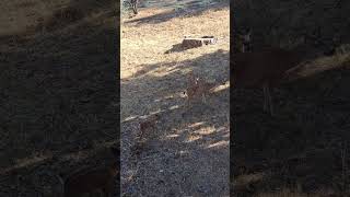 Look at this family of deer want to be petted They were just walking around outside the cabin [upl. by Annaohj896]