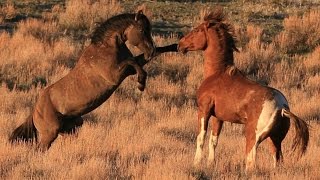 South Steens stallion quotValorquot in battle for mares [upl. by Muraida]