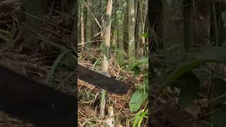 Traditional Bamboo Harvest Building Homes in the Countryside [upl. by Williamson]