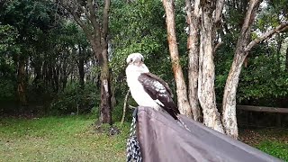 Kookaburra in Slow Motion  ViralHog [upl. by Emily487]