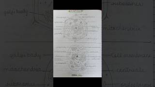 Plant amp Animal cells Comparison and cell parts with diagramDifference bw Plant and animal cells [upl. by Sharline603]