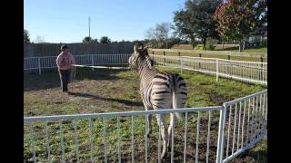 Zak the Zebra and Lisa Dufresne [upl. by Egiaf]