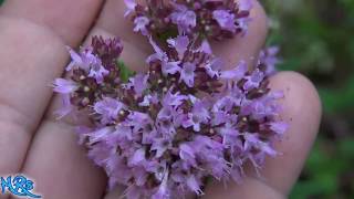 ⟹ Oregano  Origanum vulgare  Flowers and seeds [upl. by Neumark]