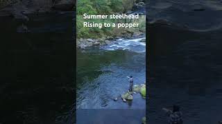 Spey casting dry flies to summer steelhead fishing flyfishing flycasting [upl. by Yvon]