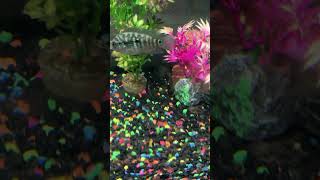 Elephant nose and Pike Cichlid in 20 gallon fishtank [upl. by Prader187]