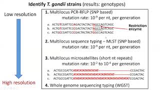 Molecular methods in Toxoplasma epidemiology [upl. by Russi]