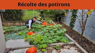 Récolte des potirons [upl. by Sheridan]