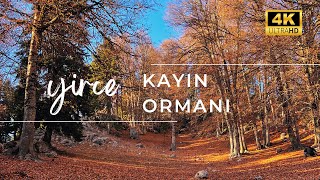 Yirce Kayın Ormanları Sonbaharın En Güzel Yaşandığı Yer Orman Doğa Kamp ve Muhteşem Güzelikler 🍁 [upl. by Shani]