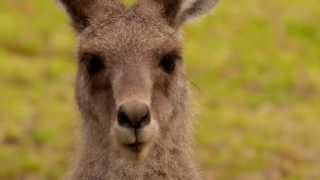 Head of an Eastern Grey Kangaroo Macropus giganteus in Girraween National Park [upl. by Grover]