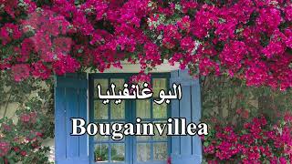 البوغانفيلياquotالجهنميةquot Bougainvillea Bougainvillier [upl. by Kathe835]