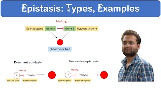 What is Epistasis Dominant vs Recessive Examples [upl. by Ahseat]