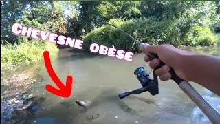 PÊCHE au pain en RUISSEAU  Barbeau  carpe chevesnes [upl. by Auqemahs]