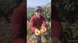 Los más grandes Nísperos salieron en esta cosecha😲✅️ 😋🌞🌳🇵🇪🧑‍🌾 food fruit camping trending god [upl. by Guod]