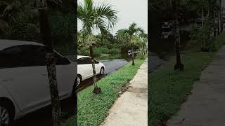 inundaciones en puerto rico hoy [upl. by Hadden]