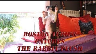 Boston Terriers new trick [upl. by Fabrianna]