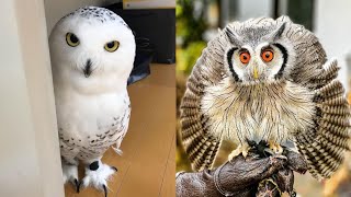 OWL BIRDS🦉 A Funny Owls And Cute Owls Videos Compilation 2021 008  Funny Pets Life [upl. by Marozik]