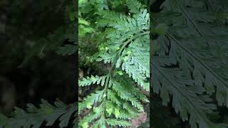 Example of Asexual Reproduction in Ferns [upl. by Eak402]