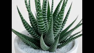 Haworthia Fasciata Zebra Plant Ultimate Guide to Growing and Caring for this Stunning Succulent [upl. by Aniham327]