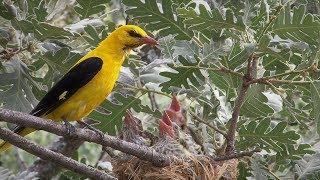 Oropéndola  Golden oriole [upl. by Midis]