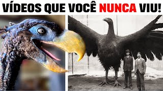 INÉDITO 8 Vídeos de Animais NUNCA POSTADOS [upl. by Gambrell]