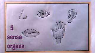 how to draw 5 sense organs easy5 sense organs drawing [upl. by Juana]