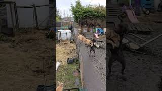 Lurcher Jumps music bobmarley artist lyrics dog weimaranerlonghaired puppy dogmusic [upl. by Falda699]