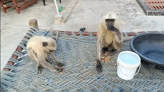 Hanuman monkey  Langur monkey  Langur hanuman  Dheeraj junction [upl. by Annahsal]