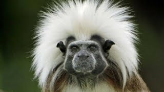 tamarin monkey sound [upl. by Ardekan]