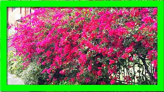 My Secret Tips To Keep Bougainvillea Flowering Force Bougainvillea To Flower If Not Blooming [upl. by Hapte]