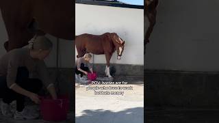 💩🙊💧 equestrian horse horses pony pferde cheval hest trending funny [upl. by Callum]