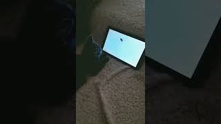 Meu gato jogando no meu Tablet cat Funny momentos cute [upl. by Alexis]