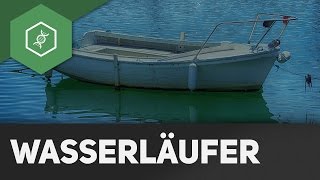 Wasserläufer – Warum können die auf dem Wasser laufen [upl. by Massarelli]