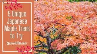 5 Unique Japanese Maples to Try  NatureHillscom [upl. by Aicilev974]