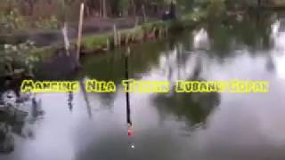 Mancing Nila Tehnik LubangGopak [upl. by Cordeelia]